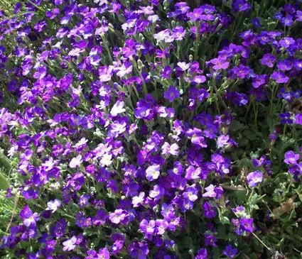 Rock Cress, Purple Cascade