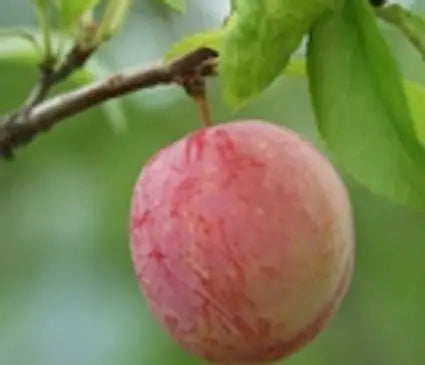Plum, Santa Rosa