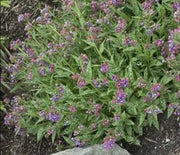 Lungwort, Raspberry Splash