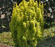 Barberry, Golden Torch