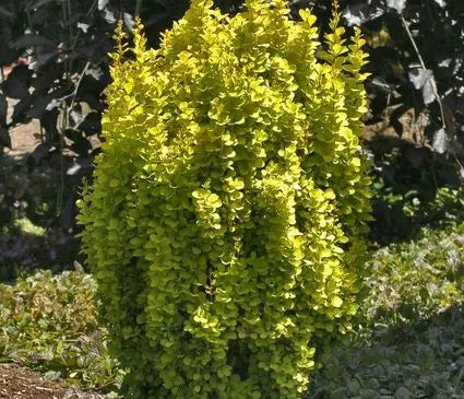 Barberry, Golden Torch