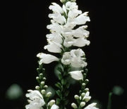 Obedient Plant, Miss Manners