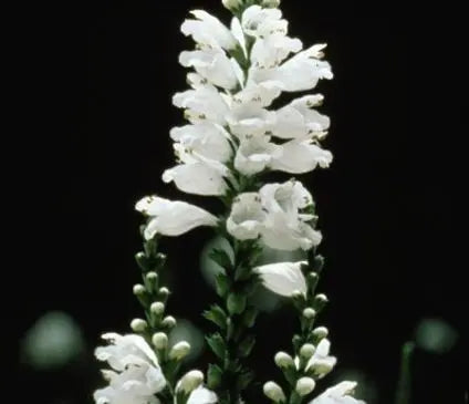 Obedient Plant, Miss Manners