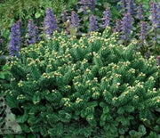 Fir, Balsam Piccolo