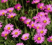 African Daisy, Purple Mountain