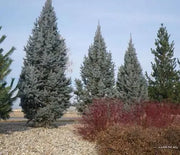 Spruce, Columnar Blue