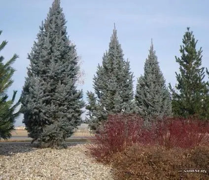 Spruce, Columnar Blue