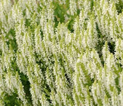 Salvia, Snow Hill