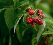 Raspberry, Williamette
