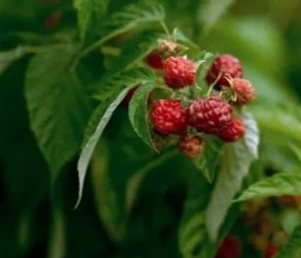 Raspberry, Williamette