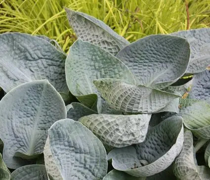 Hosta, Big Daddy