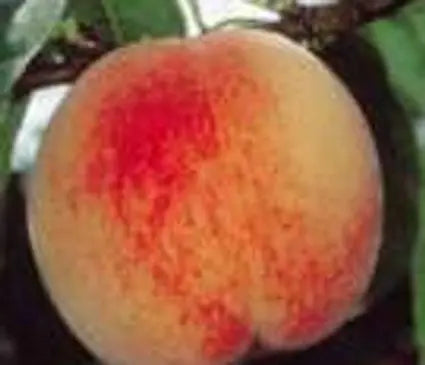 Peach, Early Redhaven
