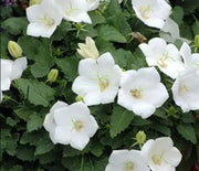 Bellflower, White Clips