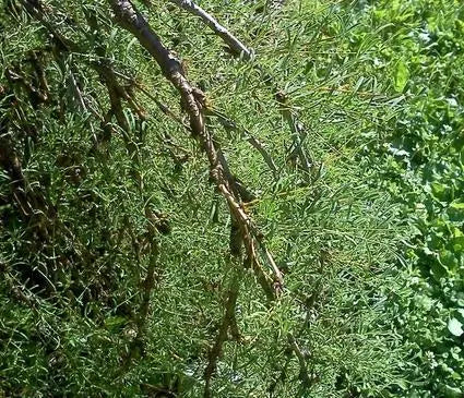 Pea Shrub, Walker Weeping