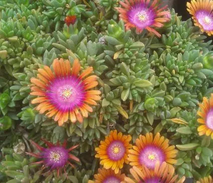 Ice Plant, Fire Spinner