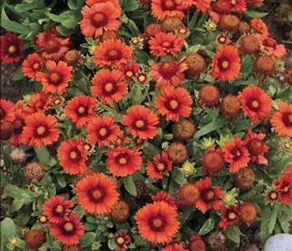Blanket Flower, Arizona Red Shades