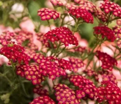 Yarrow, Red Velvet