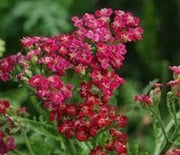 Yarrow, New Vintage Red