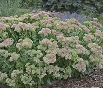 Sedum, Autumn Fire
