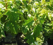 Hydrangea, Oakleaf Alice
