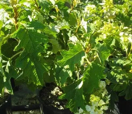Hydrangea, Oakleaf Alice