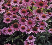 Coneflower, Magnus Superior