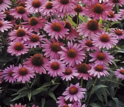Coneflower, Magnus Superior