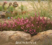 Whirling Butterflies, Siskiyou Pink