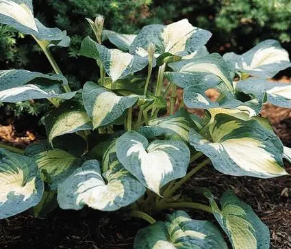 Hosta, Great Expectations