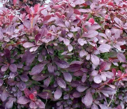 Barberry  Crimson Pygmy