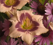 Daylily, Wineberry Candy
