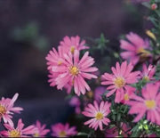 Aster, Wood's Pink