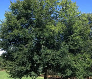Elm, Pioneer