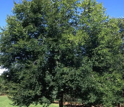 Elm, Pioneer