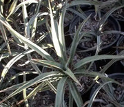 Yucca, Banana