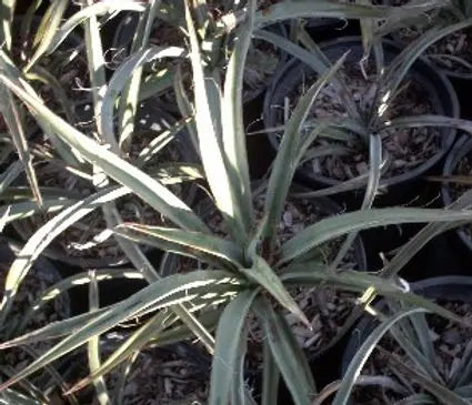 Yucca, Banana