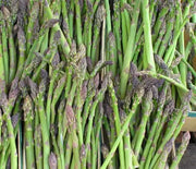 Asparagus, Jersey Knight