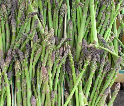 Asparagus, Jersey Knight