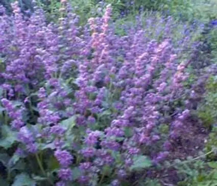 Catmint, Six Hills