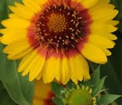 Blanket Flower, Mesa Bright Bicolor