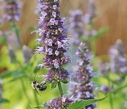 Agastache, Black Adder