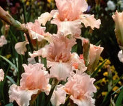 Iris, German Bearded Beverly Sills