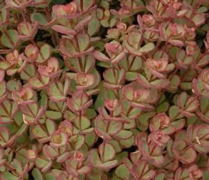 Sedum, October Daphne