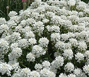 Candytuft, Tahoe