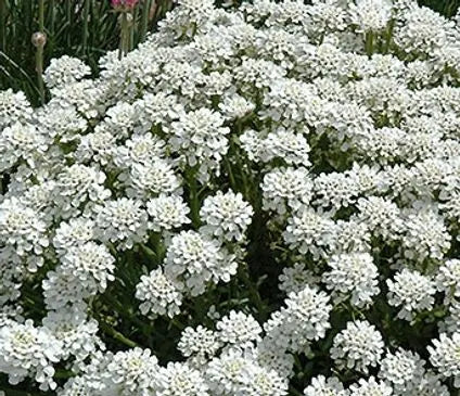 Candytuft, Tahoe