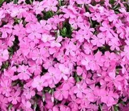 Phlox, Creeping Emerald Pink