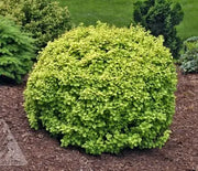 Barberry, Golden Devine