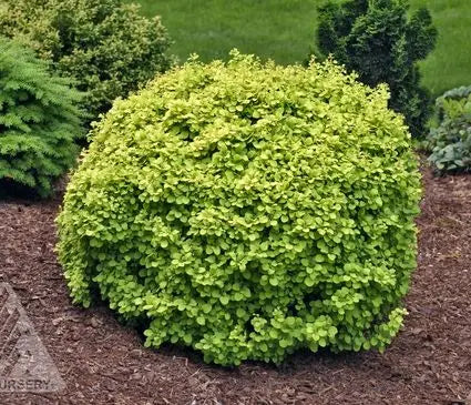 Barberry, Golden Devine