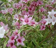Weigela, Variegated