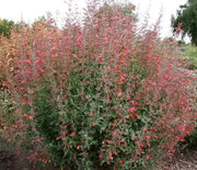Agastache, Coronado Red